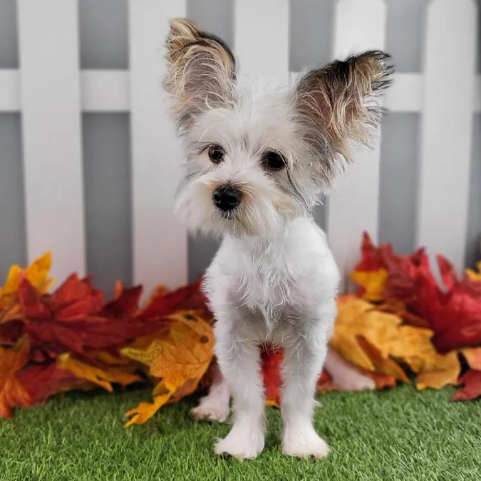 Male Morkie Puppy for Sale in Schererville, IN