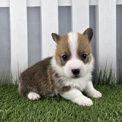 Female Pembroke Welsh Corgi Puppy for Sale in Schererville, IN