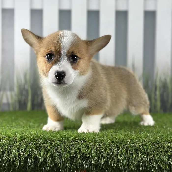 Female Pembroke Welsh Corgi Puppy for Sale in Schererville, IN