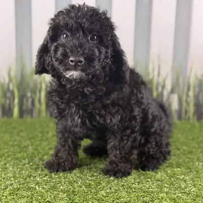 Female Miniature Goldendoodle Puppy for Sale in Indianapolis, IN