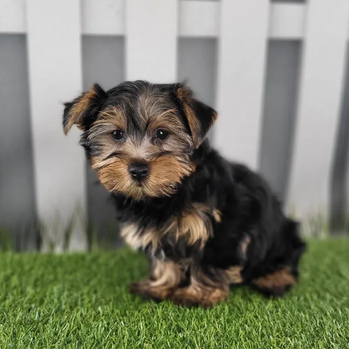 Male Yorkshire Terrier Puppy for Sale in Schererville, IN