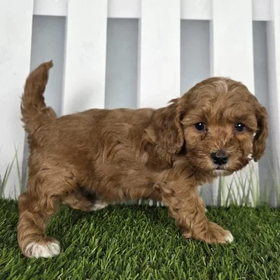Female Cavapoo Puppy for Sale in Schererville, IN