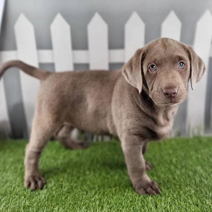 Male Labrador Retriever Puppy for Sale in Schererville, IN