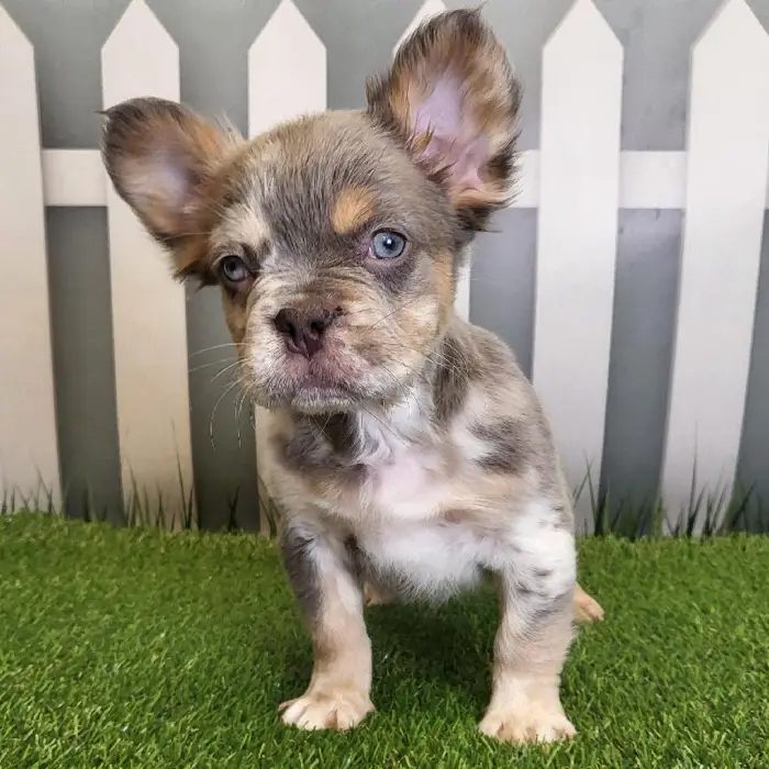 Male French Bulldog Puppy for Sale in Schererville, IN