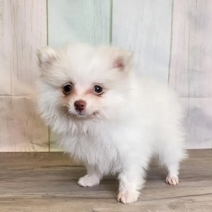Male Pomeranian Puppy for Sale in Schererville, IN