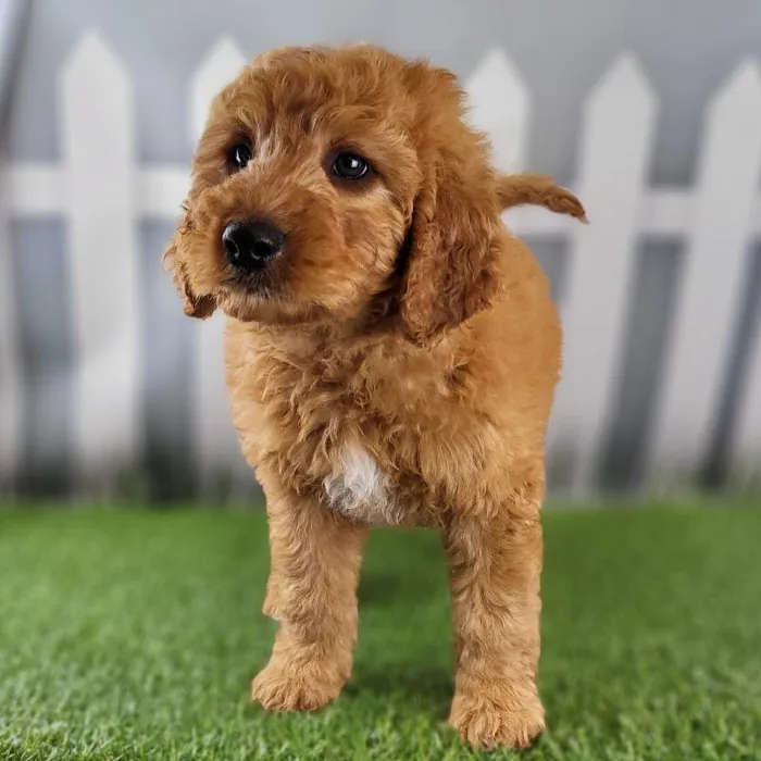 Male Medium Goldendoodle Puppy for Sale in Schererville, IN