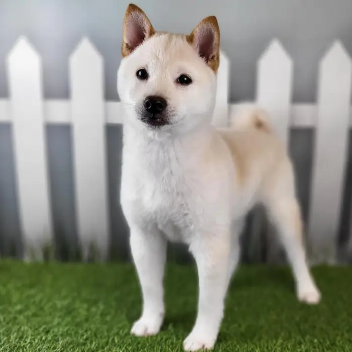 Male Shiba Inu Puppy for Sale in Schererville, IN