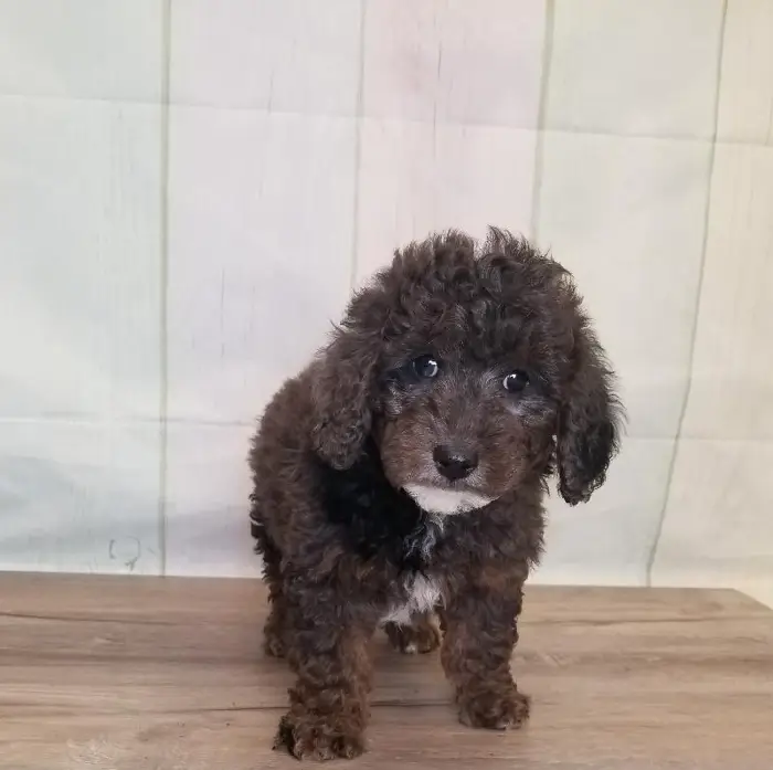 Male Miniature Goldendoodle Puppy for Sale in Schererville, IN