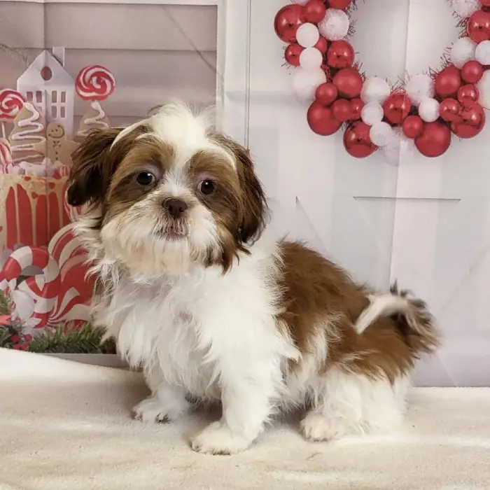 Female Shih Tzu Puppy for Sale in Schererville, IN