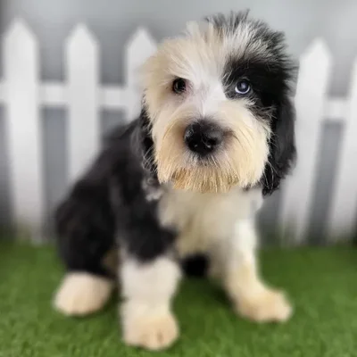 Male Old English Sheepdog Puppy for Sale in Schererville, IN