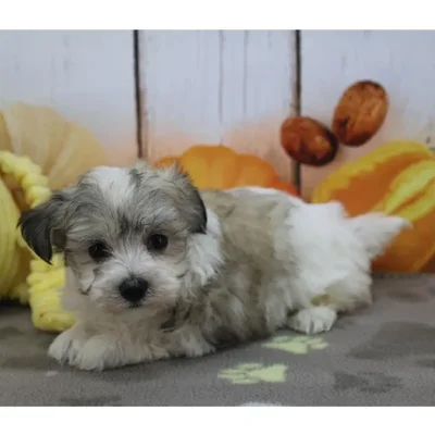 Male Maltiton Puppy for Sale in Schererville, IN