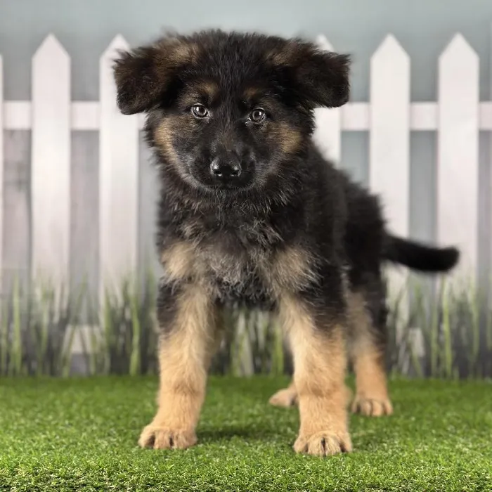 Female German Shepherd Puppy for Sale in Indianapolis, IN