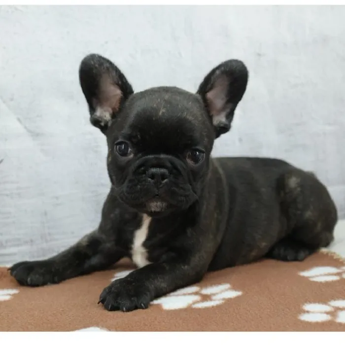 Male French Bulldog Puppy for Sale in Schererville, IN