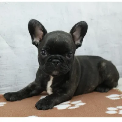 Male French Bulldog Puppy for Sale in Schererville, IN