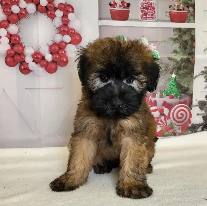 Male Soft Coated Wheaten Terrier Puppy for Sale in Schererville, IN