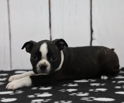 Female Boston Terrier Puppy for Sale in Schererville, IN