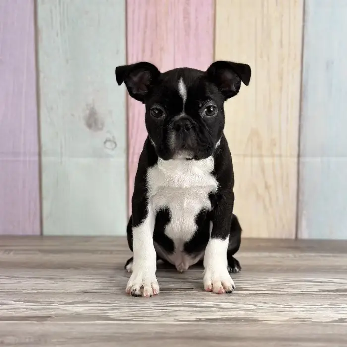 Male Boston Terrier Puppy for Sale in Schererville, IN