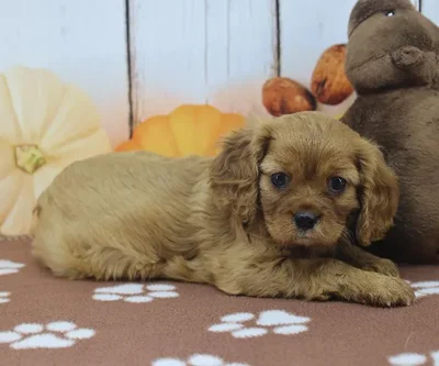 Female Cavalier King Charles Spaniel Puppy for Sale in Indianapolis, IN