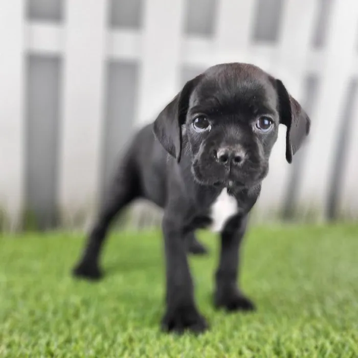 Female Boston Spaniel Puppy for Sale in Schererville, IN