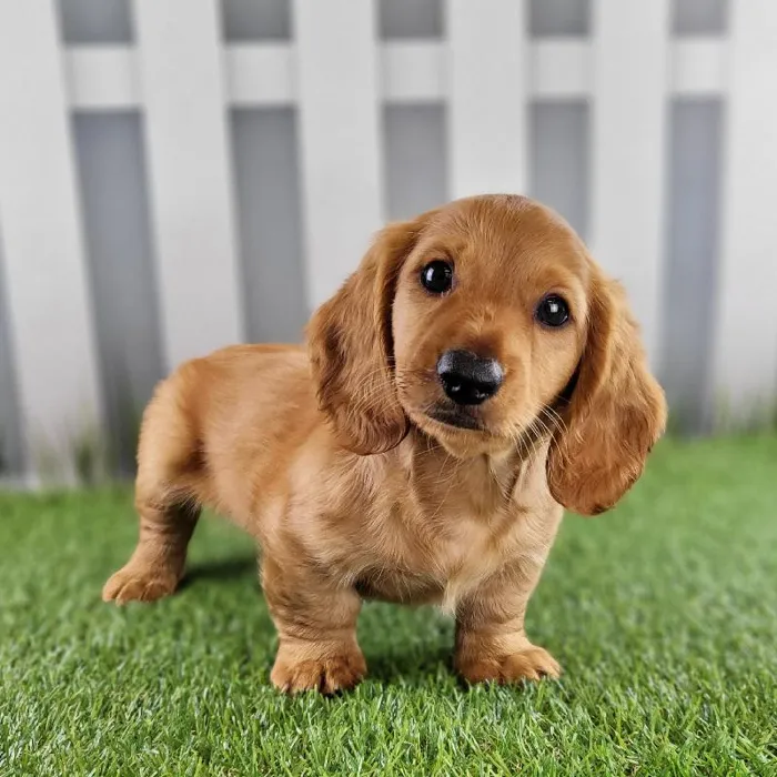Male Miniature Dachshund Puppy for Sale in Schererville, IN