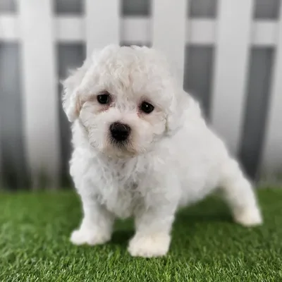 Male Bichon Frise Puppy for Sale in Schererville, IN