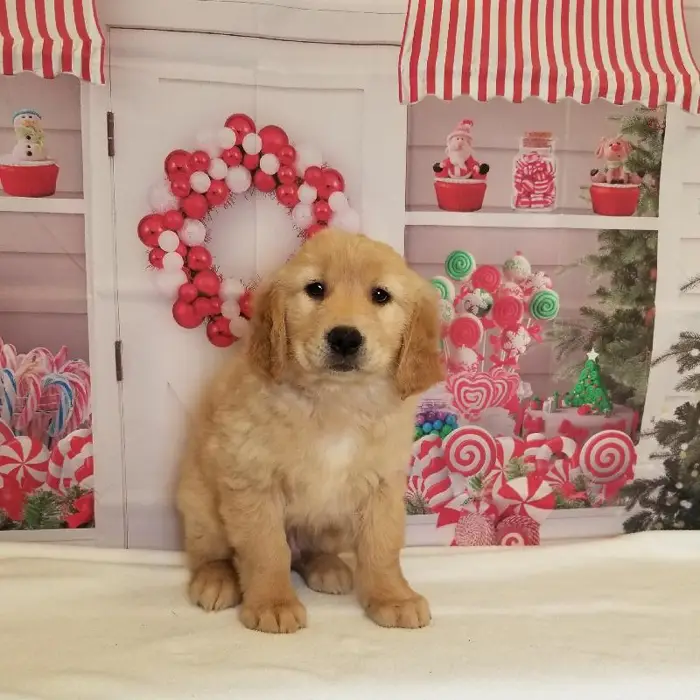 Male Golden Retriever Puppy for Sale in Schererville, IN