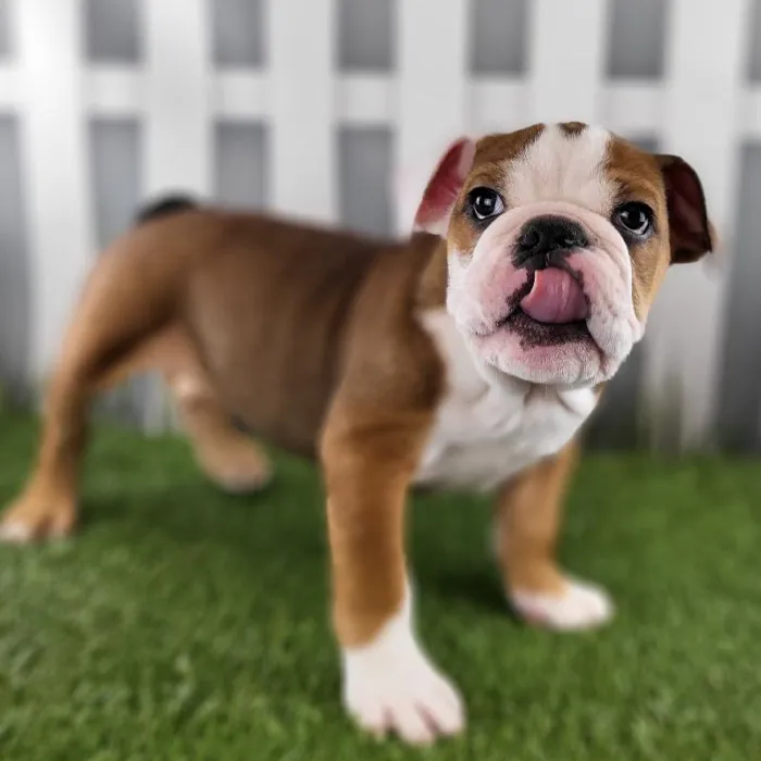 Male Victorian Bulldog Puppy for Sale in Schererville, IN