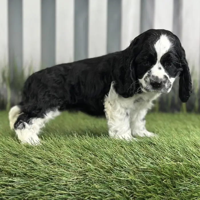 Female Cocker Spaniel Puppy for Sale in Indianapolis, IN
