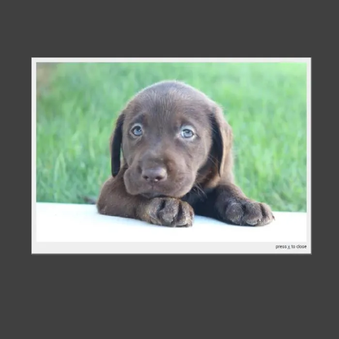 Female Labrador Retriever Puppy for Sale in Indianapolis, IN