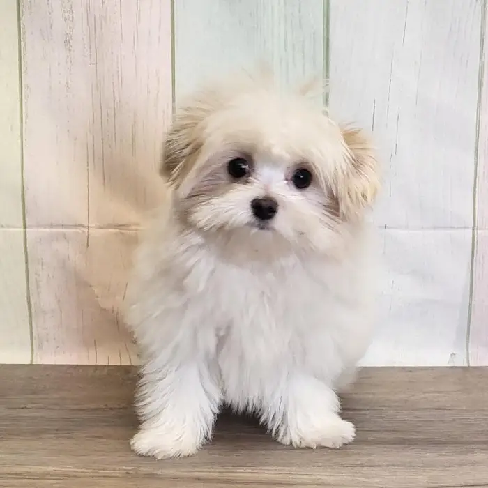 Male Maltipom Puppy for Sale in Schererville, IN