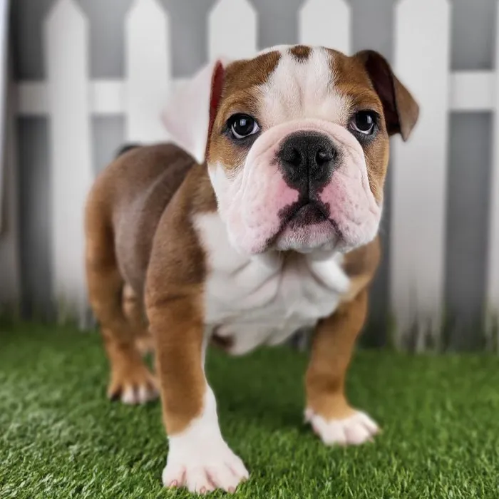 Male Victorian Bulldog Puppy for Sale in Schererville, IN
