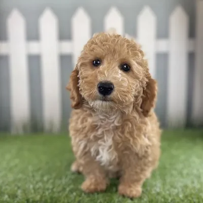 Female Miniature Goldendoodle Puppy for Sale in Schererville, IN