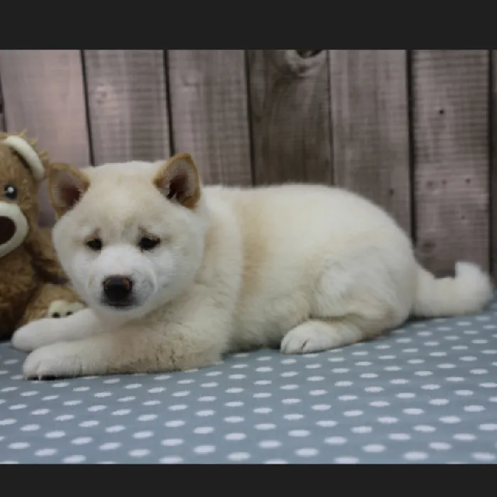 Male Shiba Inu Puppy for Sale in Schererville, IN
