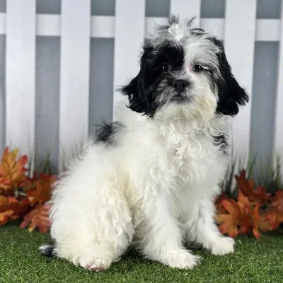 Male ShihPoo Puppy for Sale in Indianapolis, IN