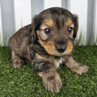 Female Dorkie Puppy for Sale in Schererville, IN