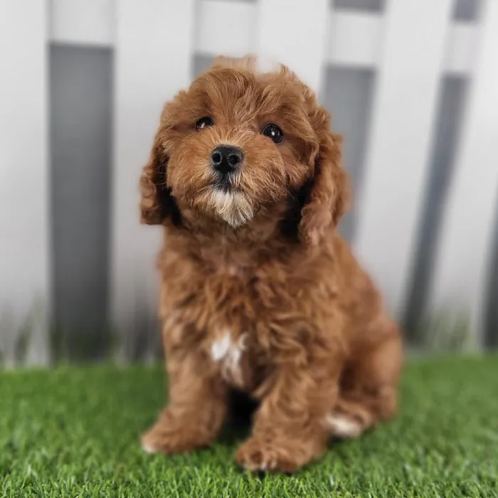 Female Cavapoo Puppy for Sale in Schererville, IN