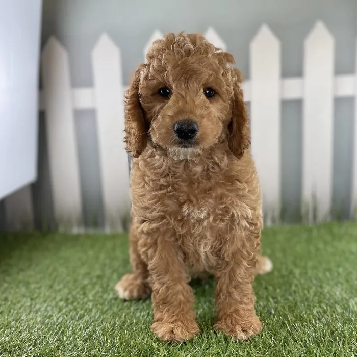 Male Miniature Goldendoodle Puppy for Sale in Schererville, IN