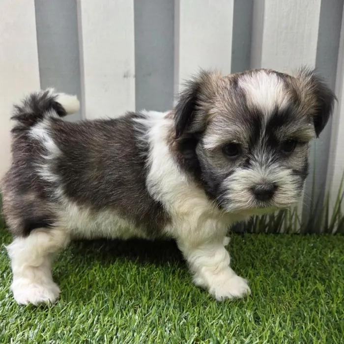 Male Havanese Puppy for Sale in Schererville, IN