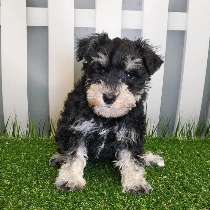 Male Miniature Schnauzer Puppy for Sale in Schererville, IN