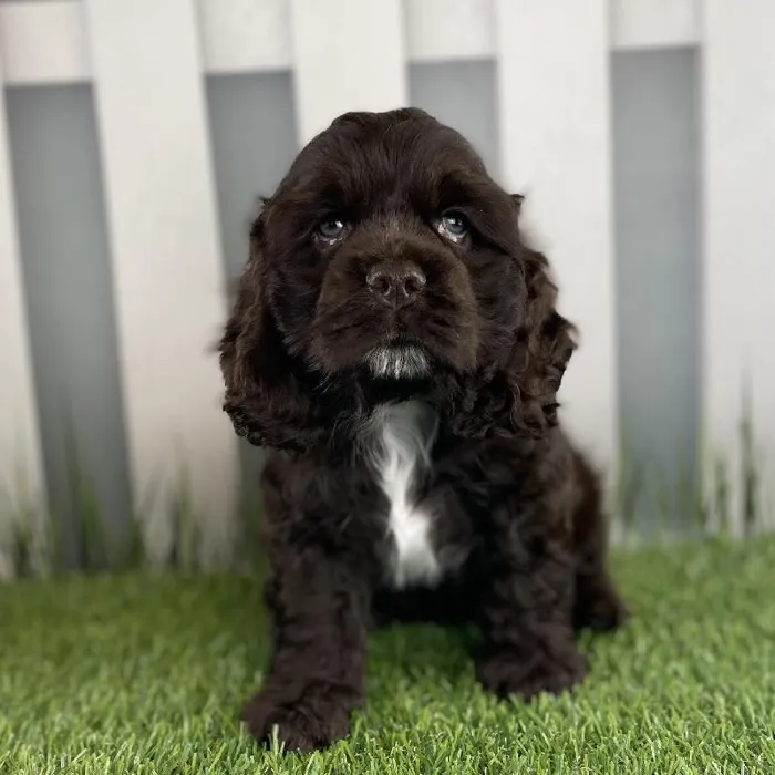 Male Cocker Spaniel Puppy for Sale in Schererville, IN
