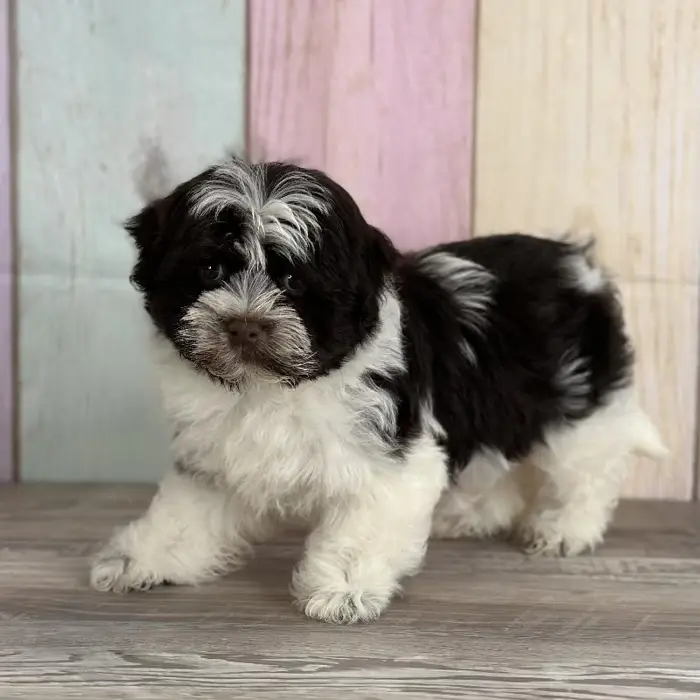 Female Havanese Puppy for Sale in Indianapolis, IN