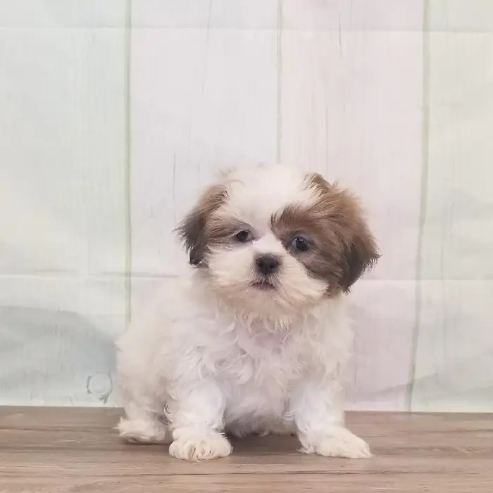 Female Shih Tzu Puppy for Sale in Schererville, IN