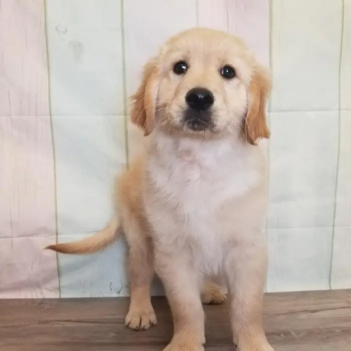 Male Golden Retriever Puppy for Sale in Schererville, IN