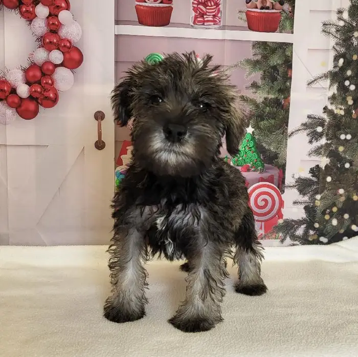 Male Miniature Schnauzer Puppy for Sale in Schererville, IN