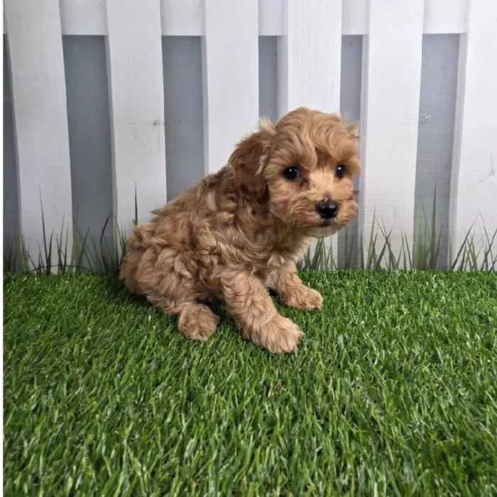 Male Coton-Poo Puppy for Sale in Schererville, IN