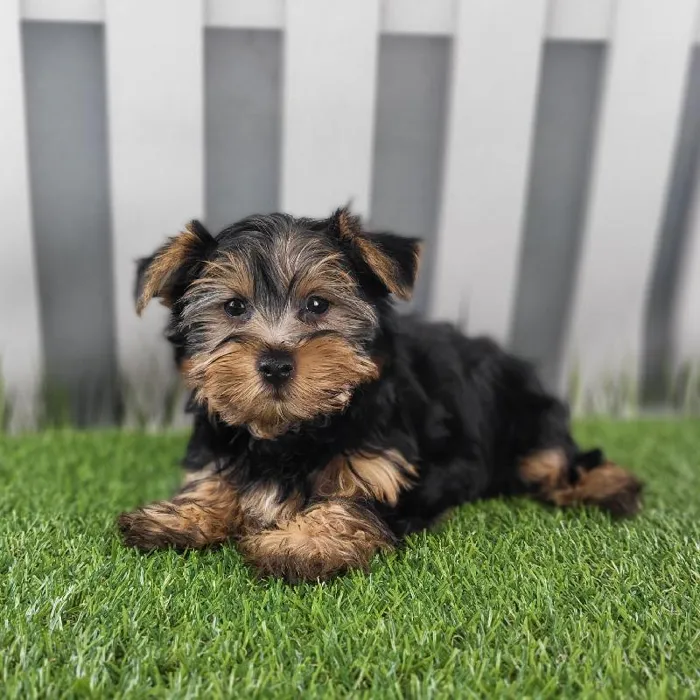 Male Yorkshire Terrier Puppy for Sale in Schererville, IN