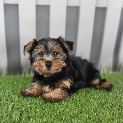 Male Yorkshire Terrier Puppy for Sale in Schererville, IN