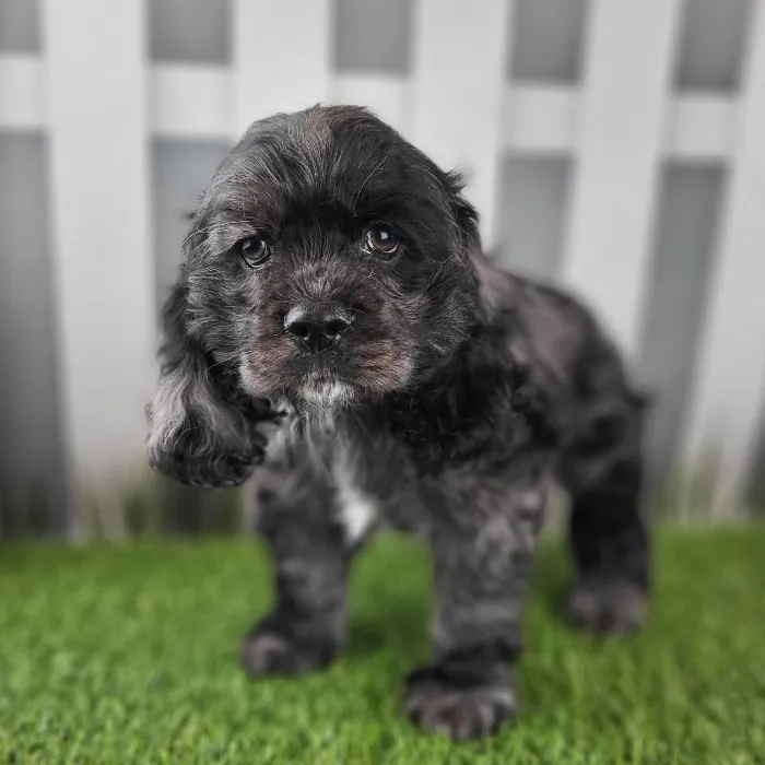 Female Cocker Spaniel Puppy for Sale in Schererville, IN