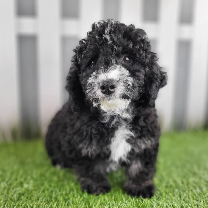 Male Miniature Goldendoodle Puppy for Sale in Schererville, IN