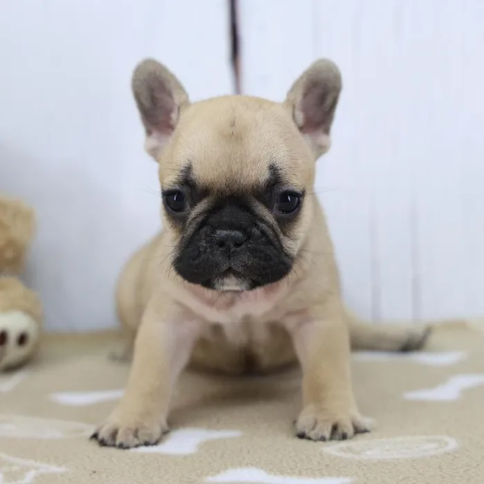 Female French Bulldog Puppy for Sale in Indianapolis, IN